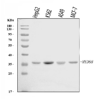 Anti-MYD88 Antibody