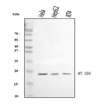 ND6/MT-ND6 Antibody