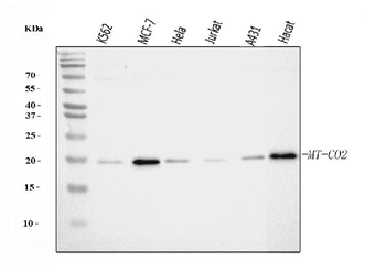 Anti-MT-CO2 Antibody