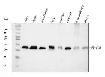 Anti-MT-CO2 Antibody