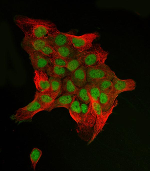 Anti-c-Jun/JUN Antibody