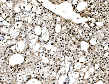 Anti-c-Jun/JUN Antibody