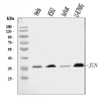 Anti-c-Jun/JUN Antibody
