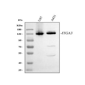 Anti-Integrin alpha 3/ITGA3 Antibody
