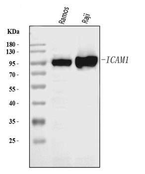 ICAM1 Antibody