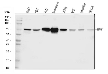 Hemopexin/HPX Rabbit Polyclonal Antibody