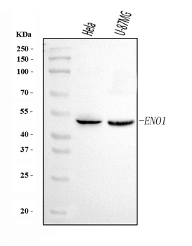 ENO1 Antibody