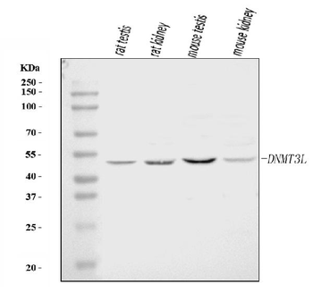 Anti-DNMT3L Antibody