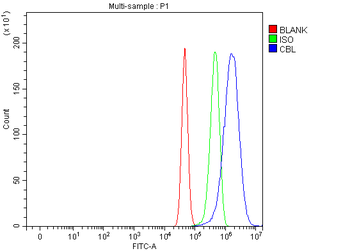 CBL Rabbit Polyclonal Antibody