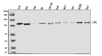 Anti-CBL Antibody