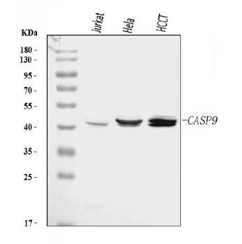 Anti-Caspase-9/CASP9 Antibody