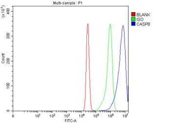 Caspase-8/CASP8 Rabbit Polyclonal Antibody