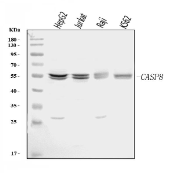 Anti-Caspase-8/CASP8 Antibody