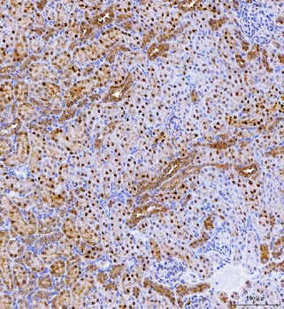 Anti-Batf2 Antibody