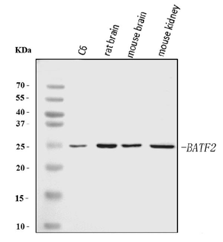 Anti-Batf2 Antibody