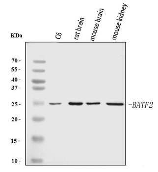 Batf2 Antibody