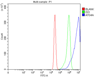 ATG4A Antibody