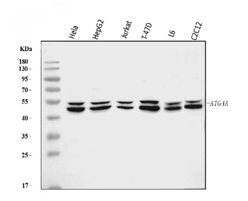 ATG4A Antibody