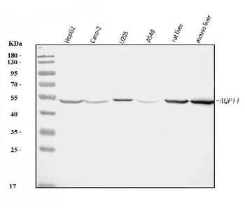 Anti-AQP11 Antibody