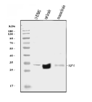 Anti-Aquaporin 4/AQP4 Antibody