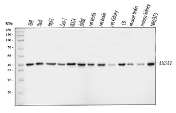 Anti-AHA1/AHSA1 Antibody
