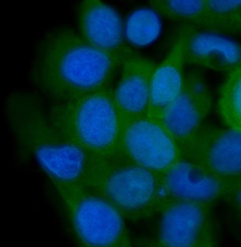 Anti-AHA1/AHSA1 Antibody
