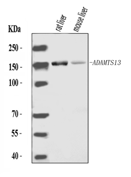 ADAMTS13 Antibody