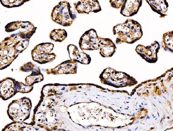 Anti-PDIA6 Antibody (monoclonal, 3H5E7)