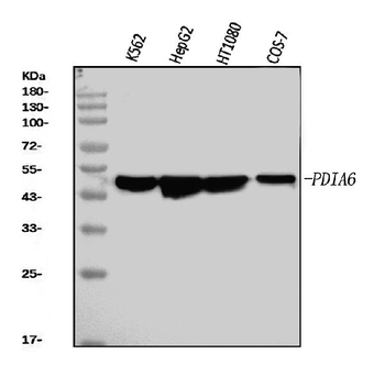 Anti-PDIA6 Antibody (monoclonal, 3H5E7)