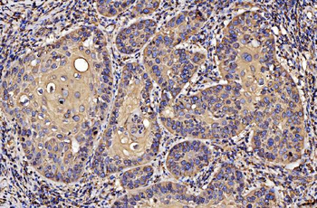 Anti-PDIA6 Antibody (monoclonal, 3H5E7)