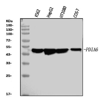 PDIA6 Antibody (monoclonal, 3H5E7)