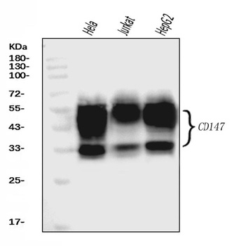 CD147/Emmprin Antibody (monoclonal, 6H2B2)