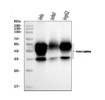 Anti-CD147/Emmprin Antibody (monoclonal, 7H5E7)