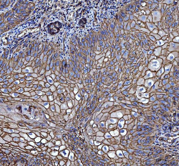 Anti-CD147/Emmprin Antibody (monoclonal, 7H5E7)