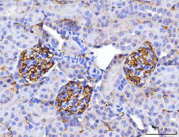 Anti-CD147/Emmprin Antibody (monoclonal, 3B13G7)