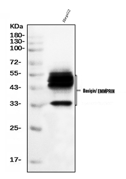Anti-CD147/Emmprin Antibody (monoclonal, 3B13G7)