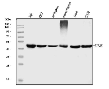 Anti-EIF3e Antibody (monoclonal, 10F5H6)