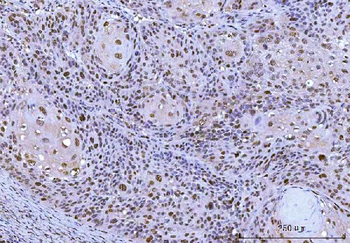 Cdk2 Antibody (monoclonal, 6D5B5)