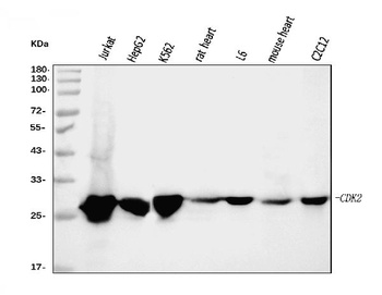 Cdk2 Antibody (monoclonal, 5B12D1)