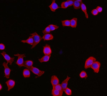 Anti-YWHAE Antibody (monoclonal, 3G11G2)