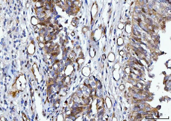 Anti-YWHAE Antibody (monoclonal, 3G11G2)