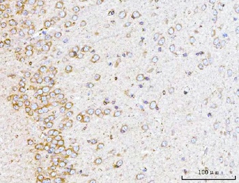 YWHAE Antibody (monoclonal, 3G11G2)
