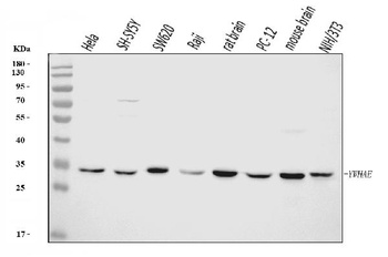 YWHAE Antibody (monoclonal, 3G11G2)