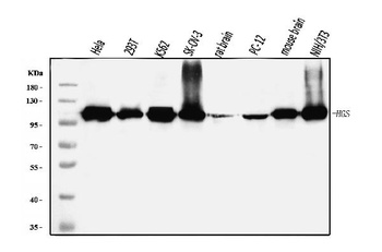HGS Antibody (monoclonal, 4B7E2)