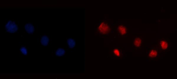 Anti-YY1 Antibody (monoclonal, 3F3E7)