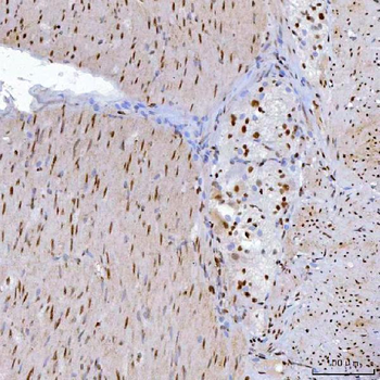 Anti-YY1 Antibody (monoclonal, 3F3E7)