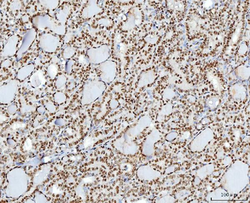 Anti-YY1 Antibody (monoclonal, 3F3E7)