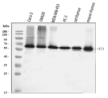 Anti-YY1 Antibody (monoclonal, 3F3E7)