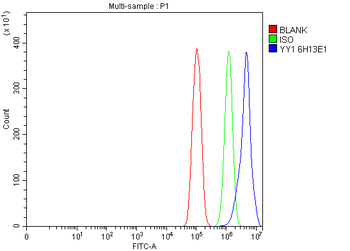 YY1 Antibody (monoclonal, 6H3E1)