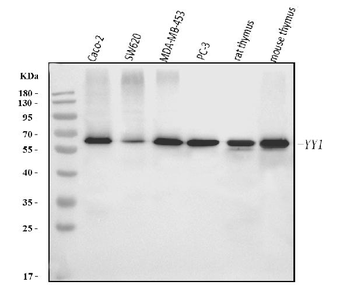Anti-YY1 Antibody (monoclonal, 6H3E1)